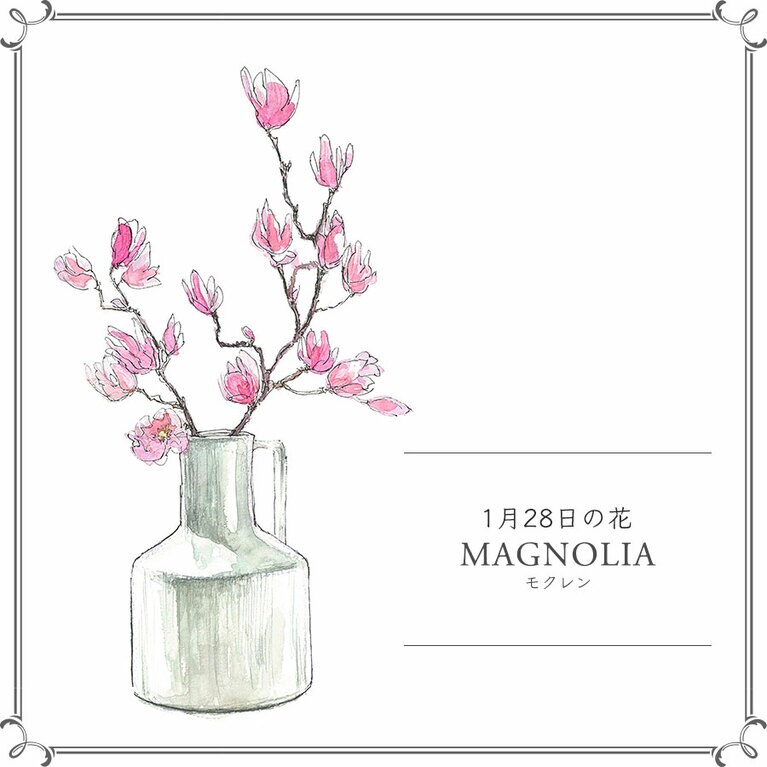 1月28日の花「モクレン」