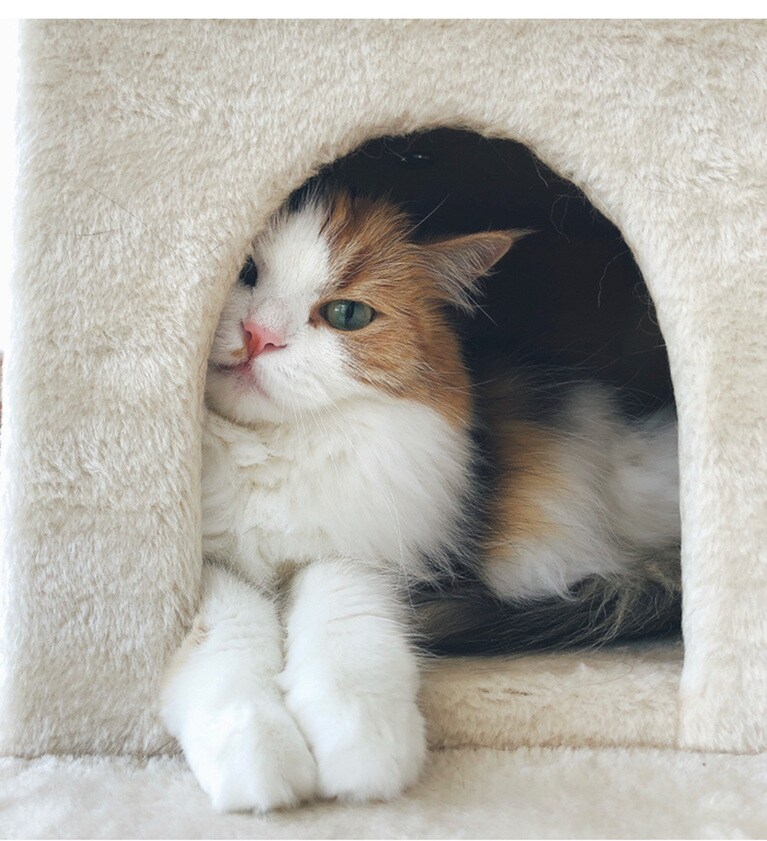 もなか ♀ 7歳。