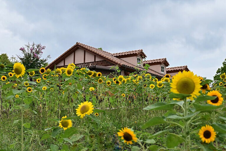 【大阪府】ハーベストの丘のひまわり。©アフロ