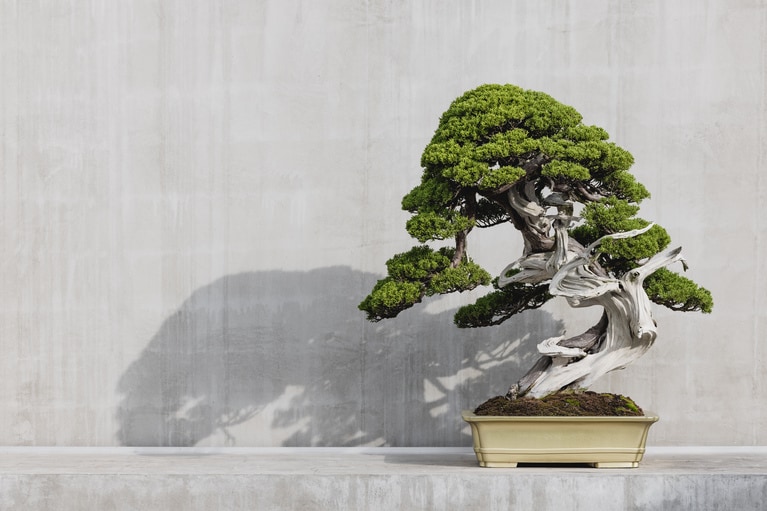 「TRADMAN’S BONSAI」の盆栽。