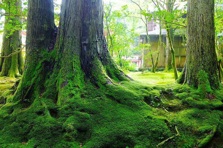 ［那谷寺］長い歳月によって生み出された苔の風景に癒やされます。