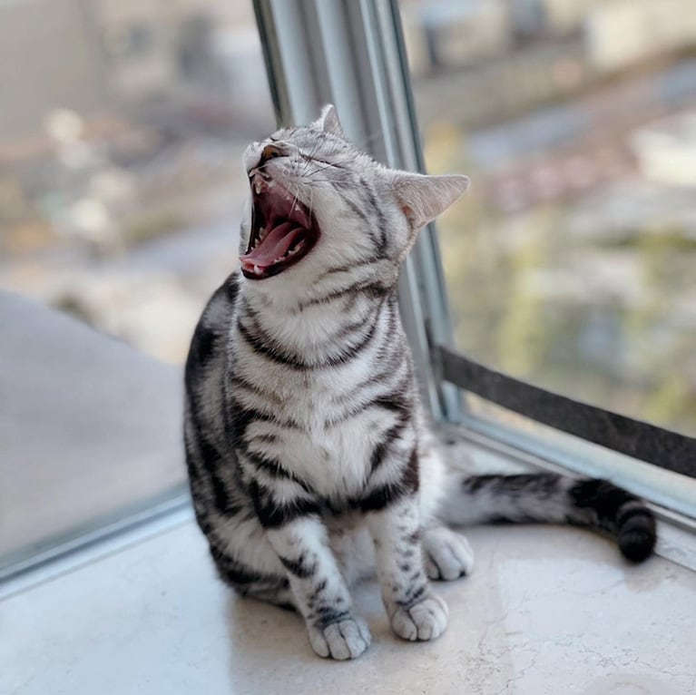 虎丸 ♂ 0歳。おーはーよー！