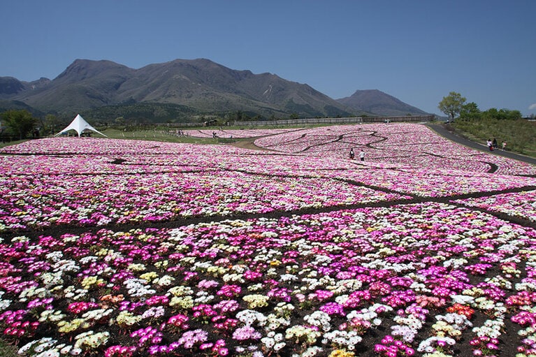 くじゅう花公園。