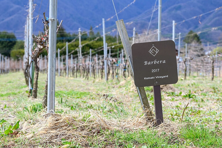 取材時（春）のブドウ畑は選定作業の真っ只中。5月、6月で一気に芽吹き緑が繁っていく。