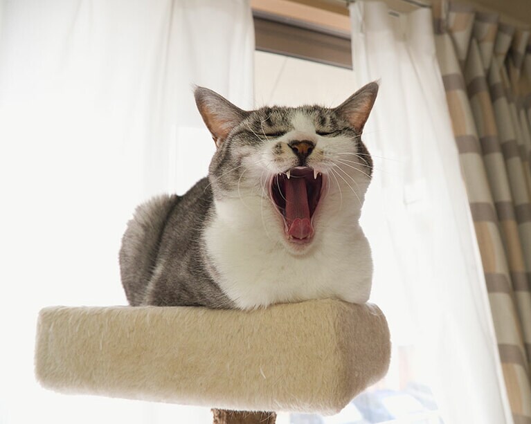 shabby（シャビー） ♀ 5歳。「ふわぁ～っ」と声が聞こえてきそうなくらい、豪快なアクビをしていたシャビー。普段は、おっとりしていて、甘えたで、優しい女の子。こんな風にいつもみんなを和ませてくれています。ずっとみんなで仲良くいようね。