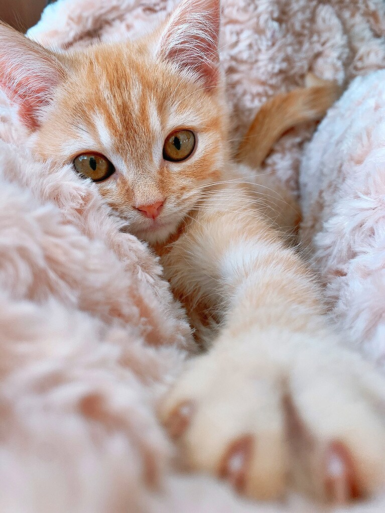 ルク ♂ 0歳。あざといねこ。