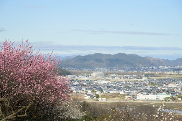 《早春の絶景散歩》紅白の梅の先には瀬戸内海、園内には古墳も！西日本随一の梅の名所「綾部山梅林」へ【兵庫県】