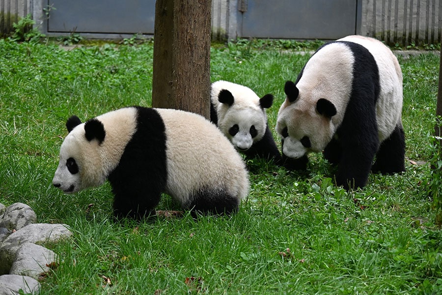 中国ジャイアントパンダ保護研究センター臥龍神樹坪基地で暮らすパンダ（2023年10月13日、筆者撮影）
