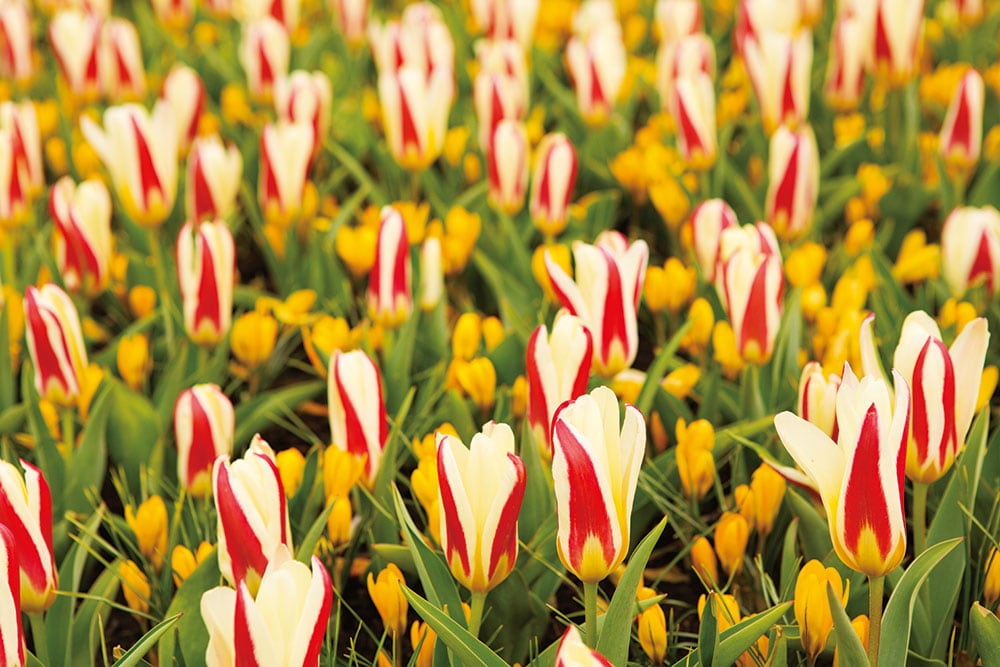 約700万本の花が咲き乱れる、アムステルダム近郊のキューケンホフ公園にて。