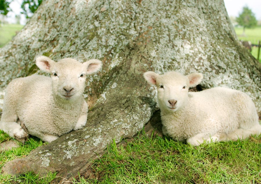 9月のニュージーランドで撮影。あどけない子羊は、胸がきゅんとするかわいらしさ。