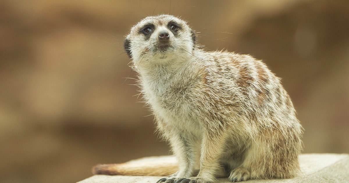 大人こそ動物園に行ってほしい！ 【楽しむための5つのポイント】 知的