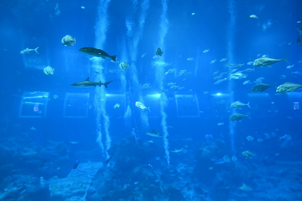 10万匹以上の海洋生物を擁しています。