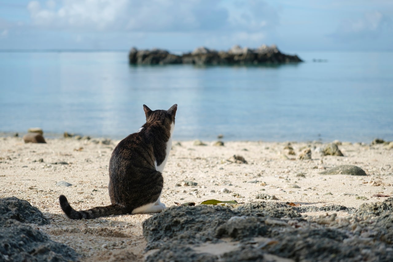 浜辺にいた猫チャン。島の人が世話をしているらしい。