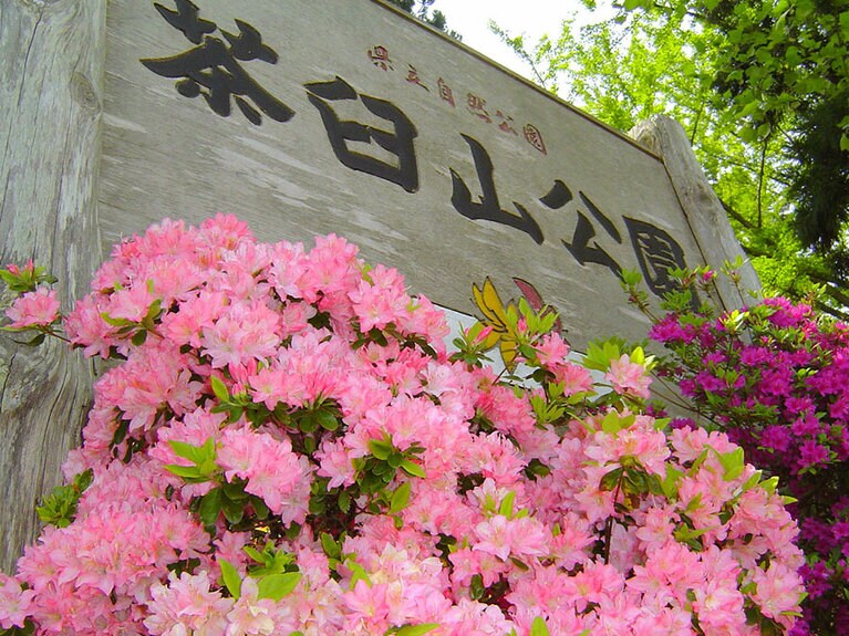 茶臼山公園のつつじ。