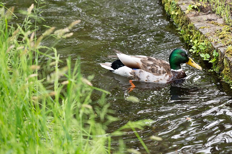 水辺には鴨の姿も。