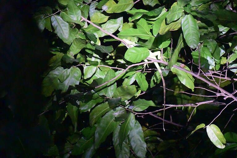 緑に紛れてわかりづらいけれど、フィジアンイグアナ！