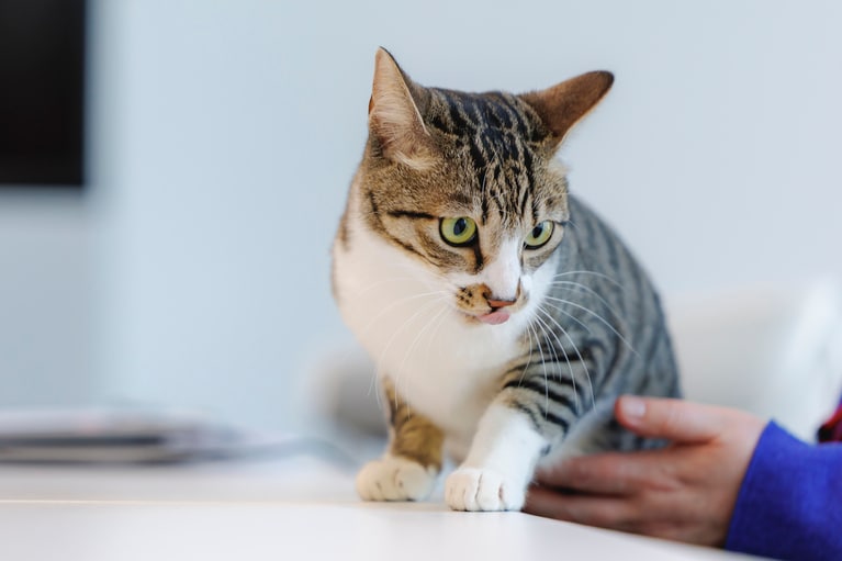 ドロンパくん。