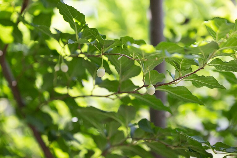 エゴノキは、「森のシャンデリア」ともいわれる鈴のような白い花が咲き終わると、少し緑がかった白い実をつけます。