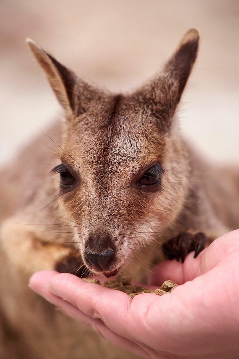 盛り上がるのがロックワラビーの餌やり体験。フードを手から食べる様子の可愛いこと！／どきどきツアーズ