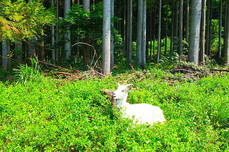 次の休日は、ヤギもニッコリ笑っている(ように見える)小松市へ！
