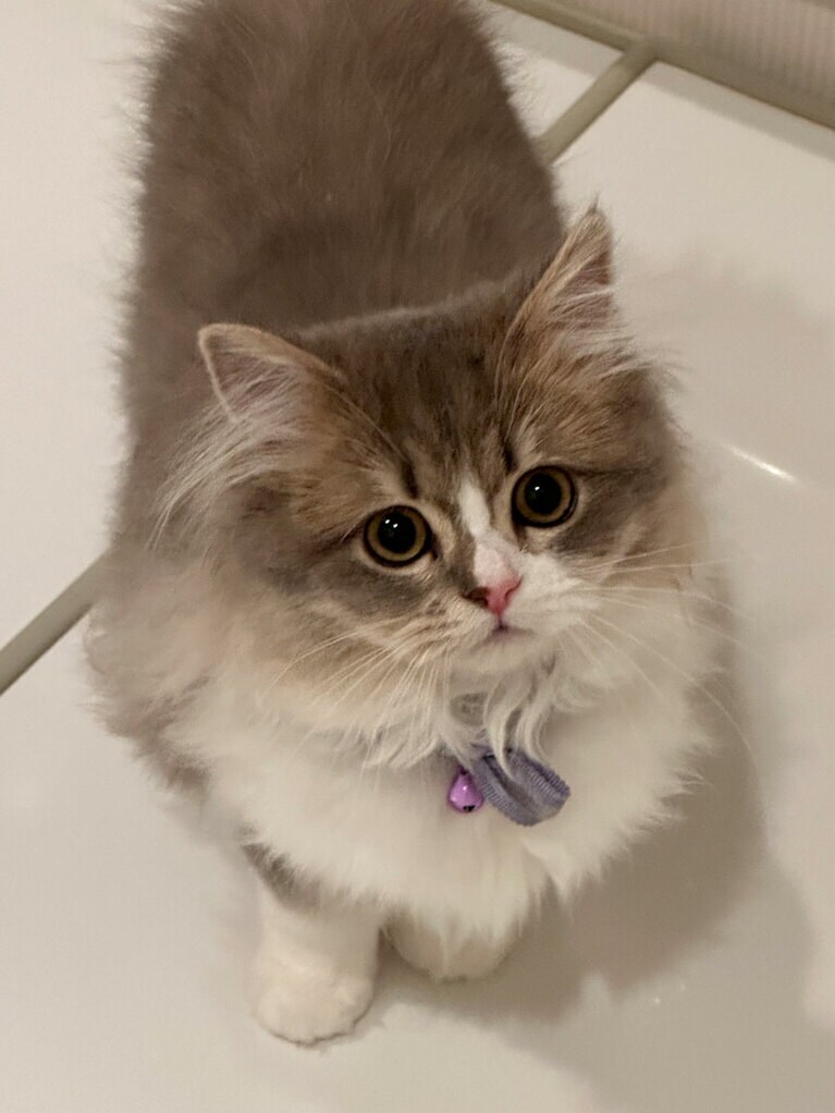 モカ ♀ 1歳。お風呂の蓋がレフ板代わりになりました（アンさん）