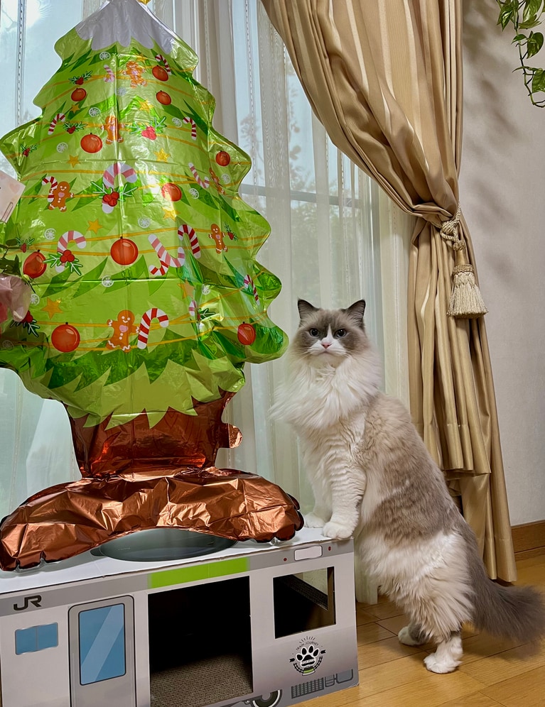 ミニョン ♀ 9歳。「問題：この後に彼女は何をするのでしょうか？　答え：バルーンツリーをかじる。ごはんを食べたあと、必ずビニールをかじります。今はツリーがお気に入り。穴だらけのツリーには空気が入らなくなるのでぺたんこです。うちの子だけかしら？ ビニールをかじる猫は……かじかじかじ」（飼い主さんより）。