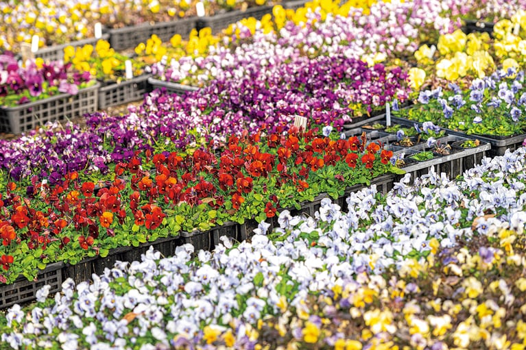 「『花の庭』で大切なのは花の種類ではなく、モネが好んだ色の組み合わせをいかに再現するかです」とアヴィサールさん。