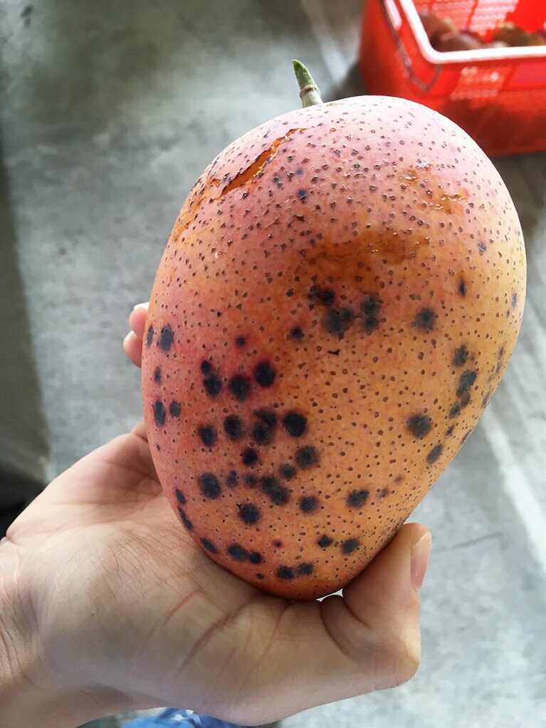 一見敬遠されそうな黒い点々マンゴー、実は超美味。