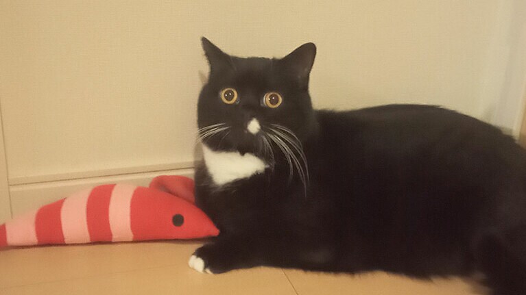 ぐり オス 3歳。エビさん好きだにゃん♡（かっぱさん）。