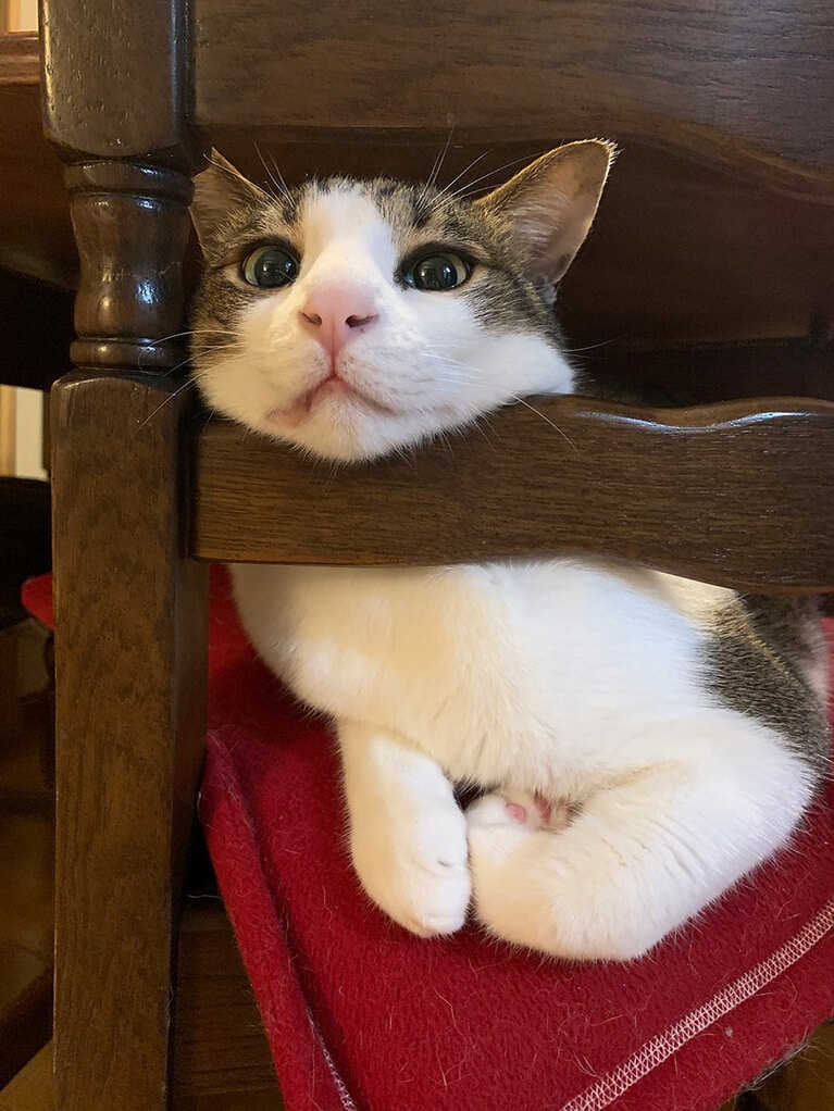 【グランプリNo.5】サン ♂ 5歳。ここにアゴを載せるのがいんだよなぁ♪といつも載せています。