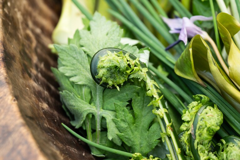 こごみ、よもぎ、かたくり、あさつきなど。この日の夕食で使われる山菜。