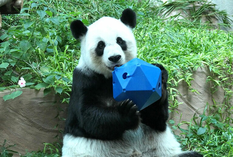 タイのチェンマイ動物園で元気だったころのリンフイ。2019年9月28日。