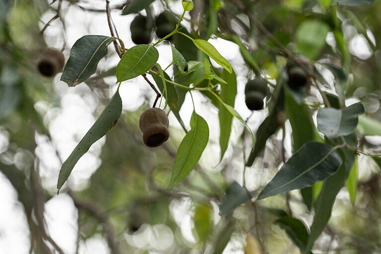 キングスパーク。