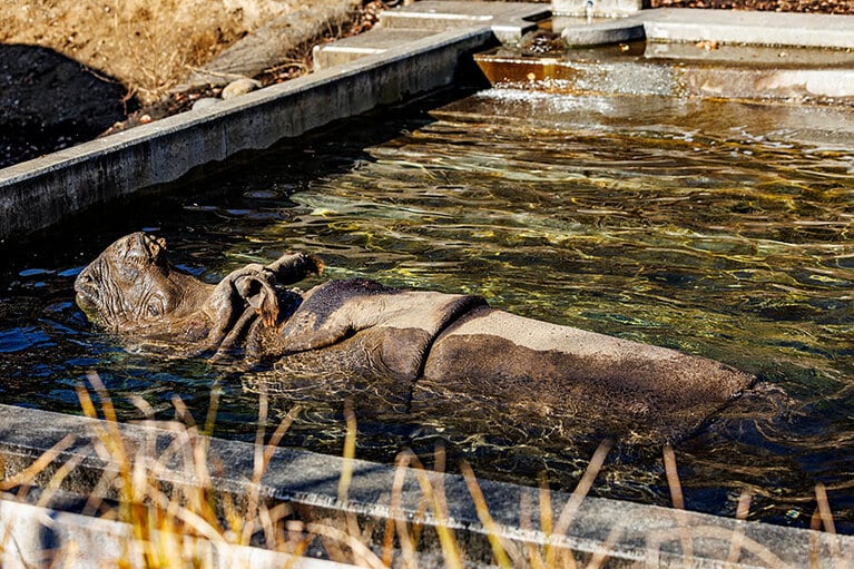 デコポンのお父さん・ビクラム。