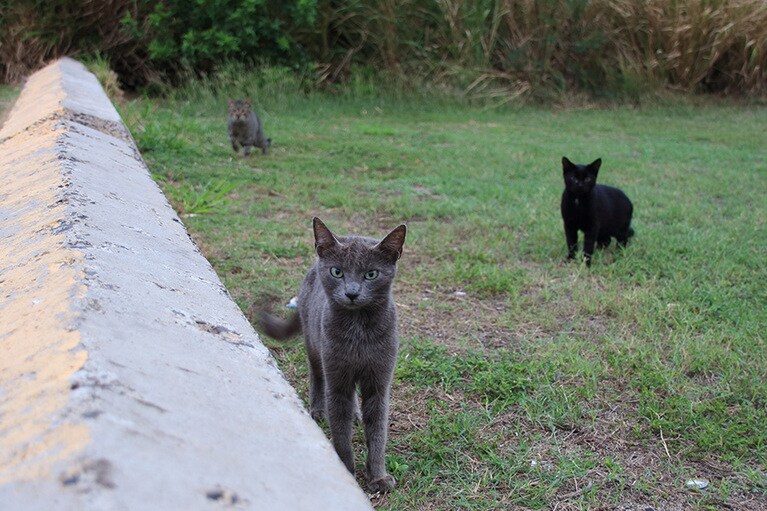 駐車場では3匹の猫さんたちが出迎えてくれた。