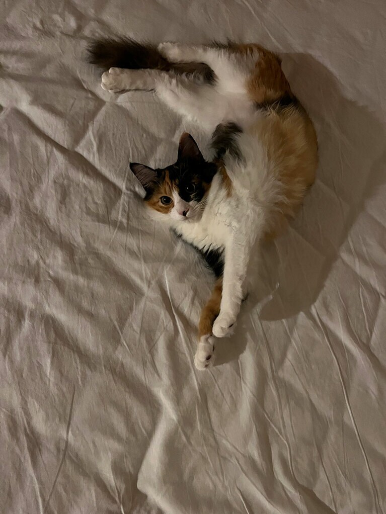 うに ♀ 0才8カ月。写真は生後半年頃で今も良くするリラックスのポーズですが上半身と下半身の捻り方が最早ホラーで初めて見た時は恐かったです(笑)。うちに来たときは皮膚病や細胞腫などの疑いで病院もいっぱい通ったのですがそんな大変さを忘れるぐらい面白くて天真爛漫に育っています。いつも笑顔にさせてくれる存在です♡（うにりんのままさん）