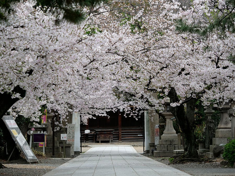 【大阪府】道明寺天満宮の桜。写真：Batsuamaru_Photo/イメージマート