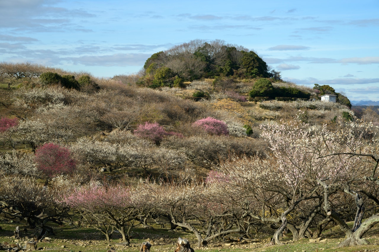 梅の開花状況は公式サイトでチェックできる。