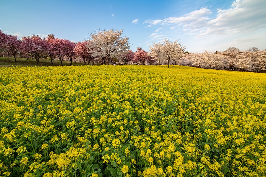 赤城南面千本桜。提供：観光ぐんま写真館