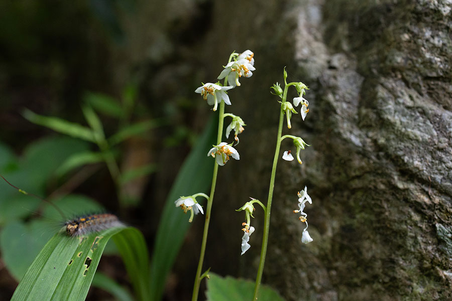 薬草にもなる貴重な花「イチヤクソウ」。