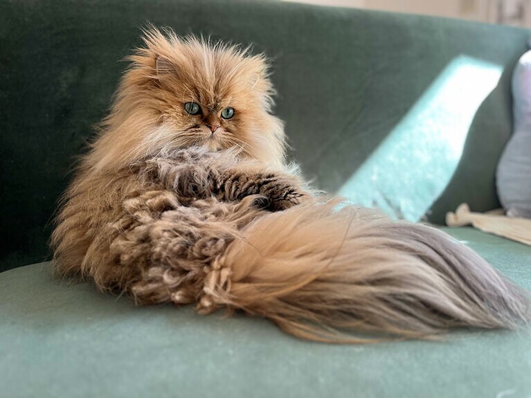 なー オス 5歳。