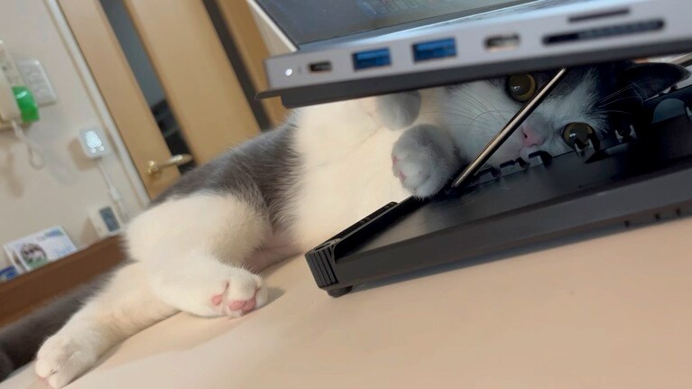 うなぎ ♀ 2歳。基本、塩対応です（たこ焼きさん）