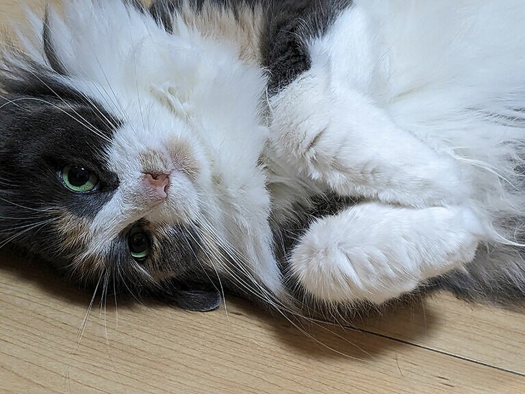 ふぃー メス 5歳。甘えんぼう、タカビシャにゃんこです（ヒメちゃんさん）。