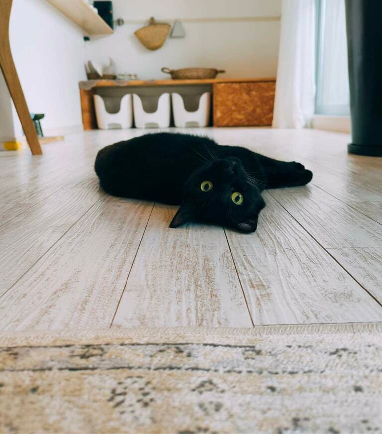 ウニ ♀ 2歳。「走り回って、静かになったと思ったら床にウニが落ちてた。この子はマンガみたいな子！」（飼い主さんより）。