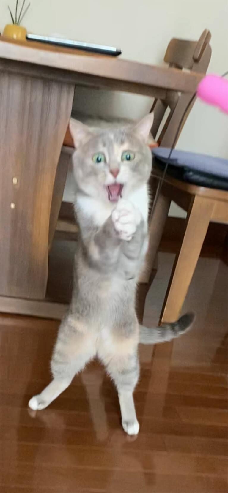 【グランプリNo.4】むん ♀ 4歳。