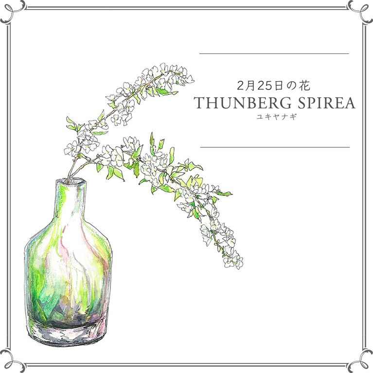 2月25日の花「ユキヤナギ」