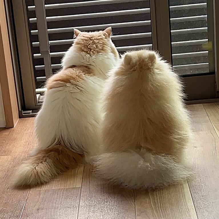 いまやすっかり背格好が似ています。