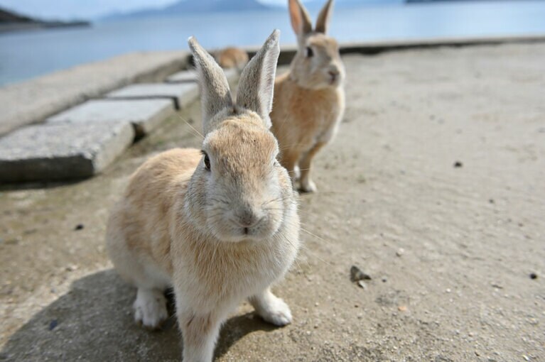 【大久野島】大久野島へは、忠海港(JR竹原駅から電車で12分)からフェリーで約15分。竹原港から「うさぎの想い出航路」で約25分(運航日は要確認)。