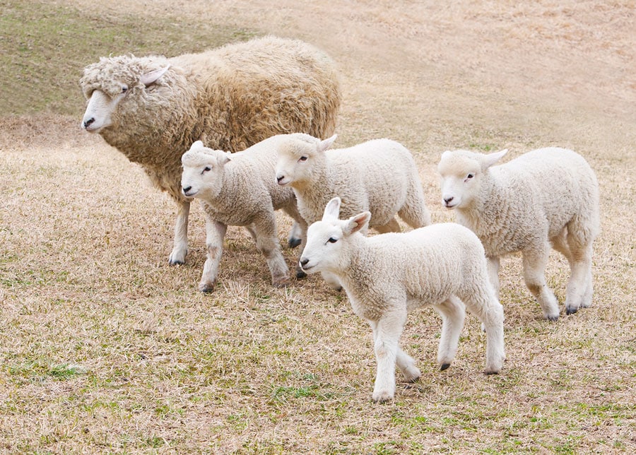 大人は気の合う仲間と群れますが、子羊はすぐにみんなと仲良くなるそう。3月の「まかいの牧場」。