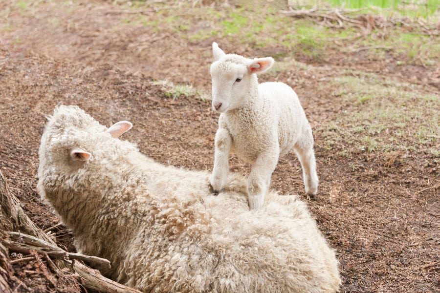3月の「まかいの牧場」。まだ赤ちゃんぽい子羊は見ているだけで癒されます。